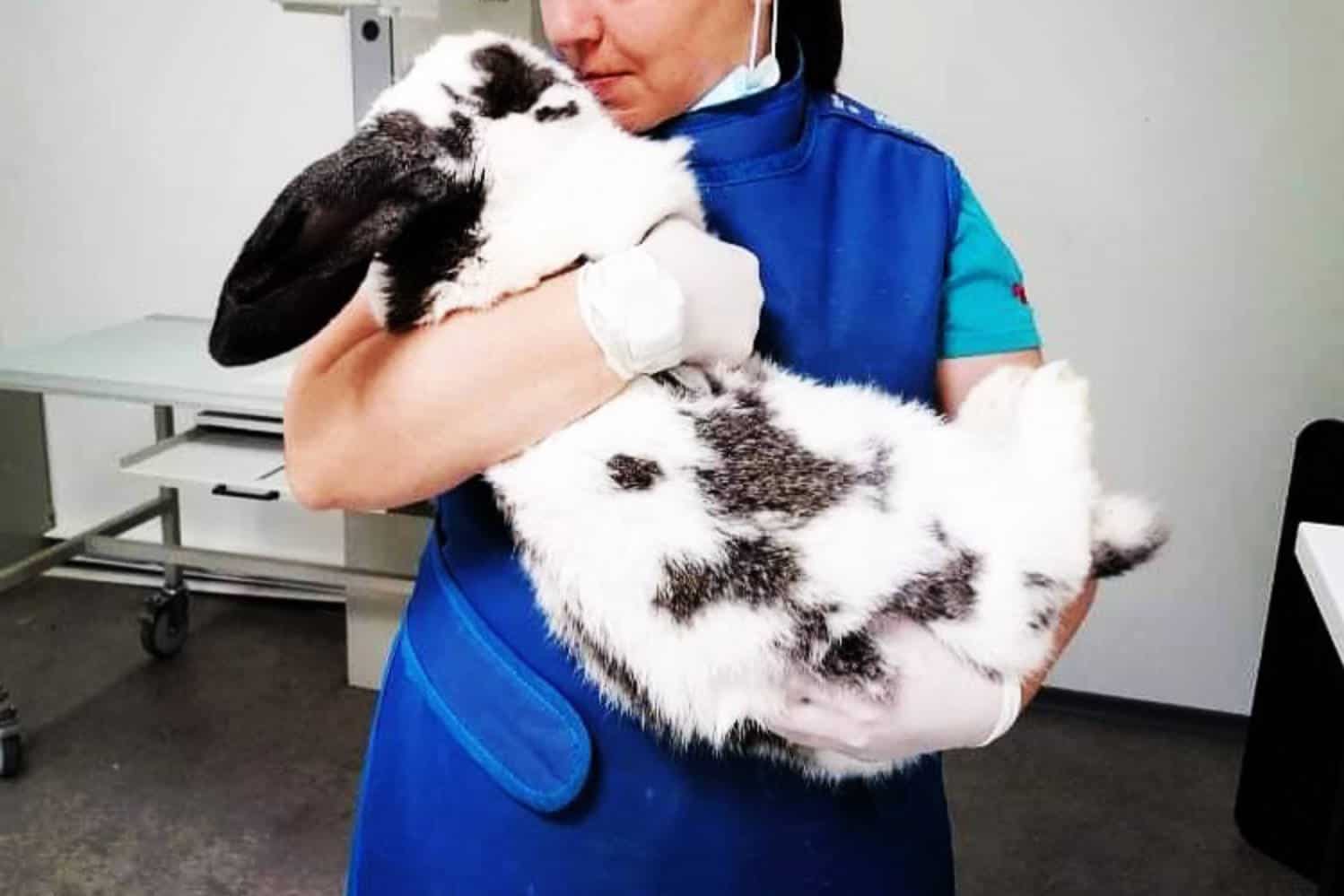 checkered giant rabbit lifespan