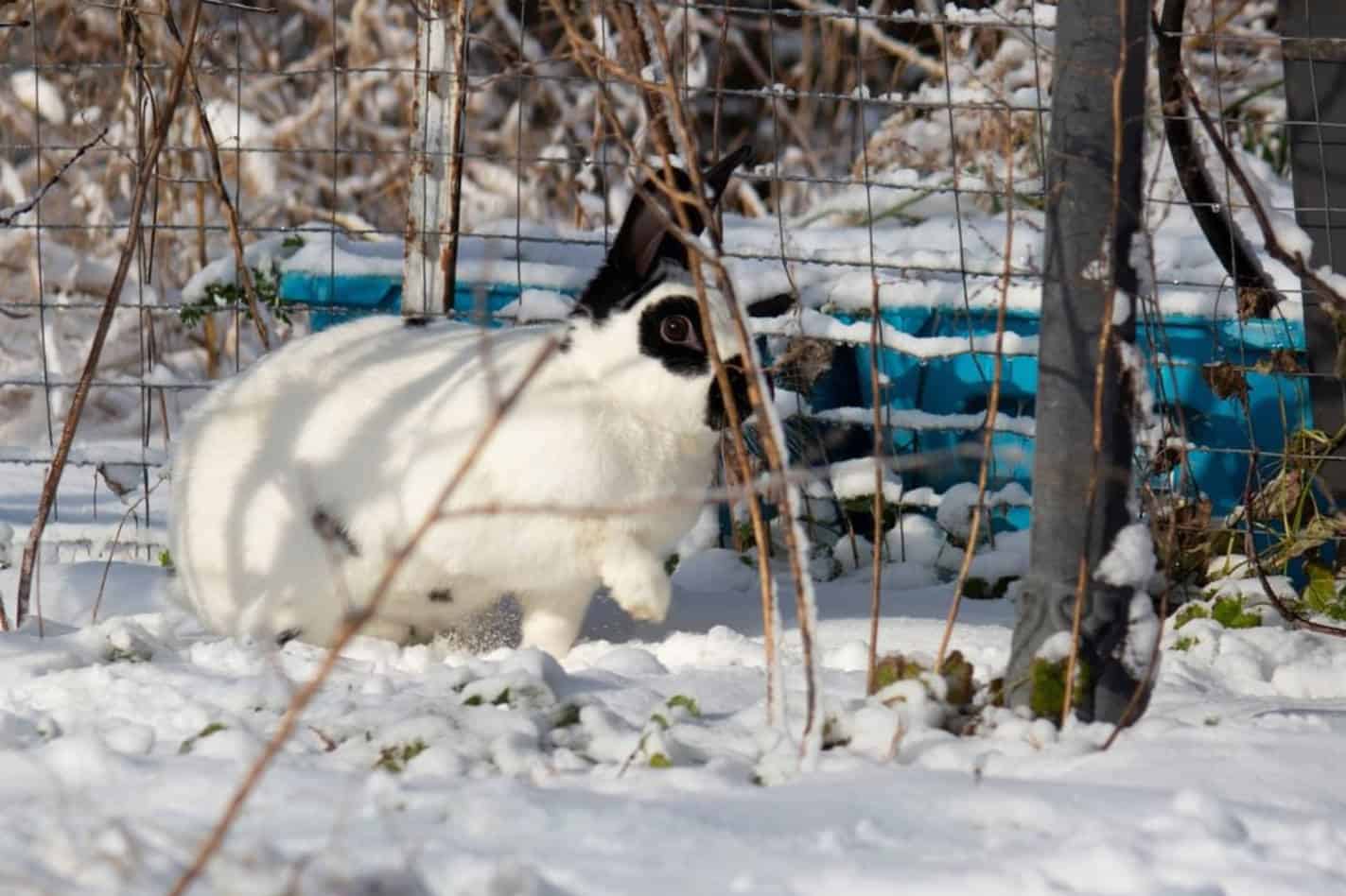 checkered giant rabbit size comparison