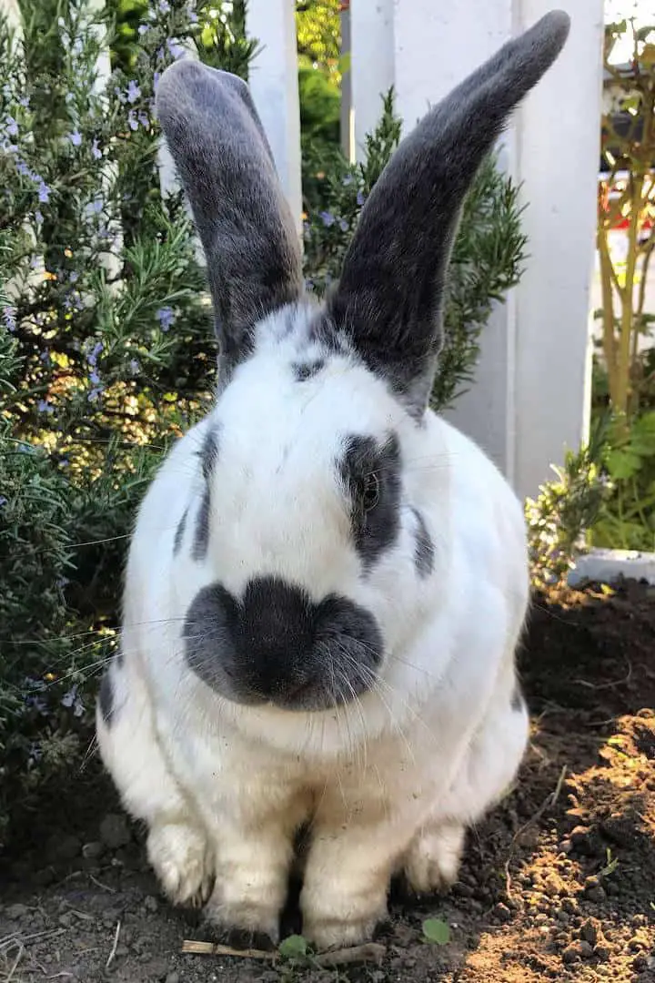 checkered giant rabbit size