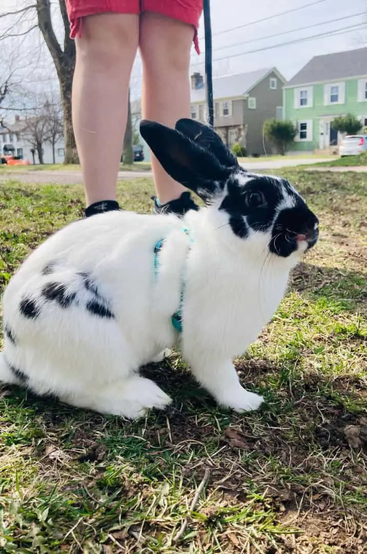 checkered rabbit