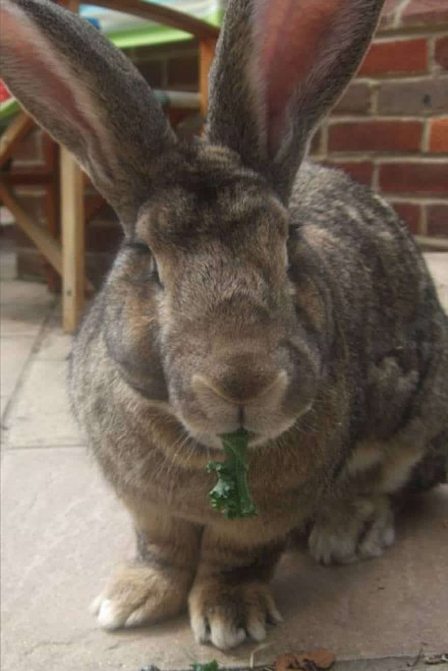 continental giant bunny