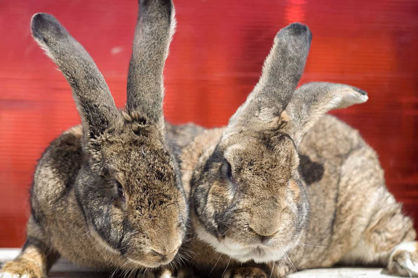 continental giant rabbit lifespan