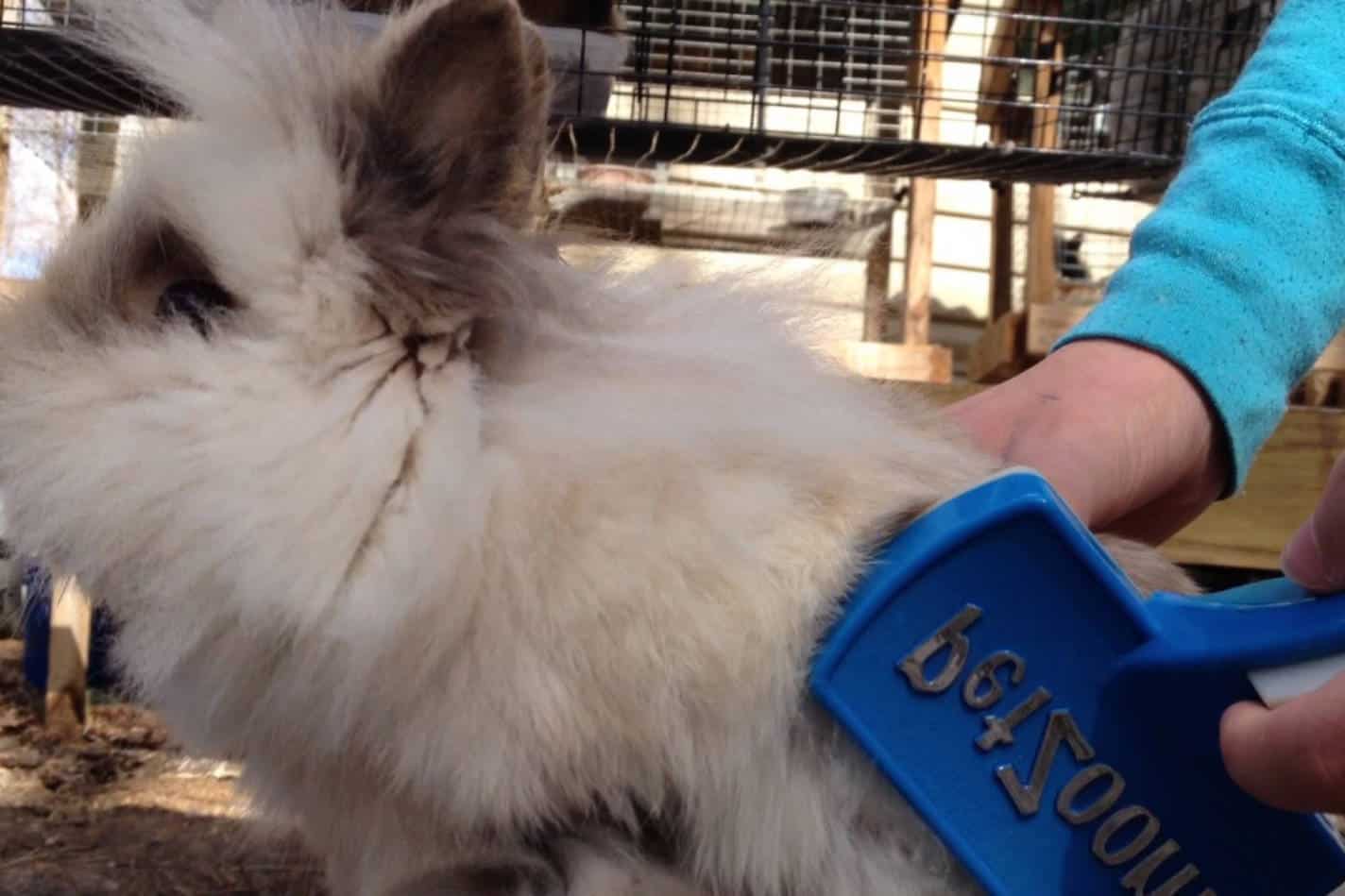 different types of lionhead rabbits