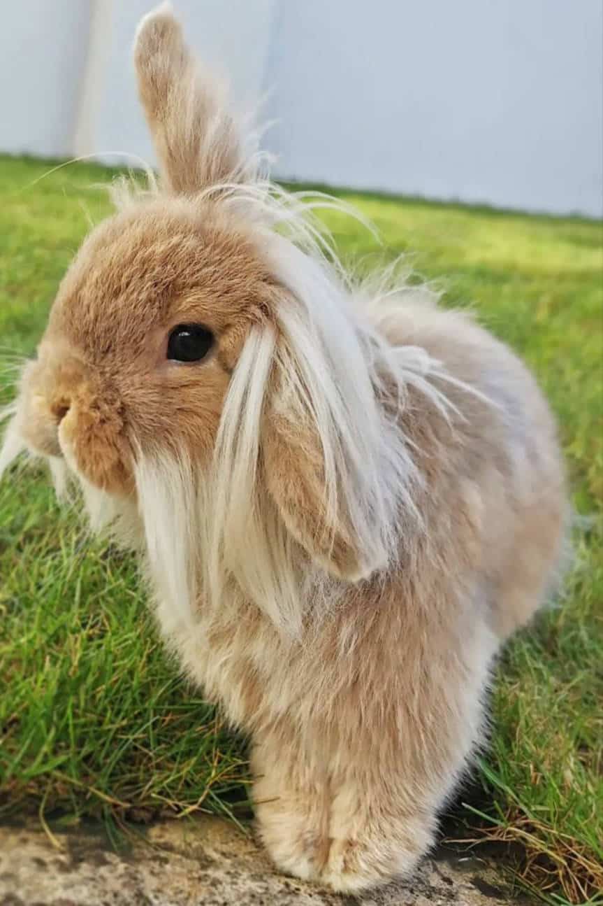 do lionhead bunnies shed