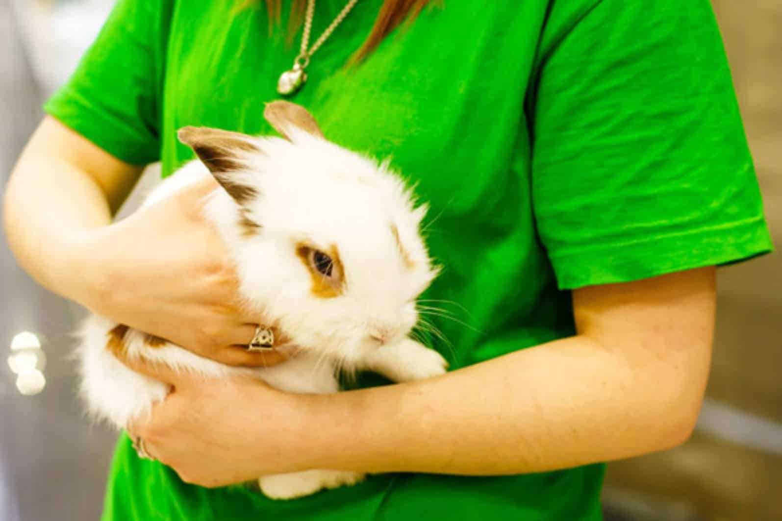 do lionhead rabbits like to be held