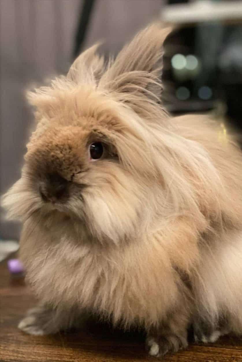 do lionhead rabbits like to cuddle