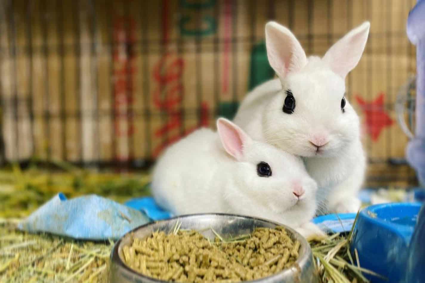 Dwarf Hotot Rabbit: Appearance, Lifespan, Temperament, Care Sheet