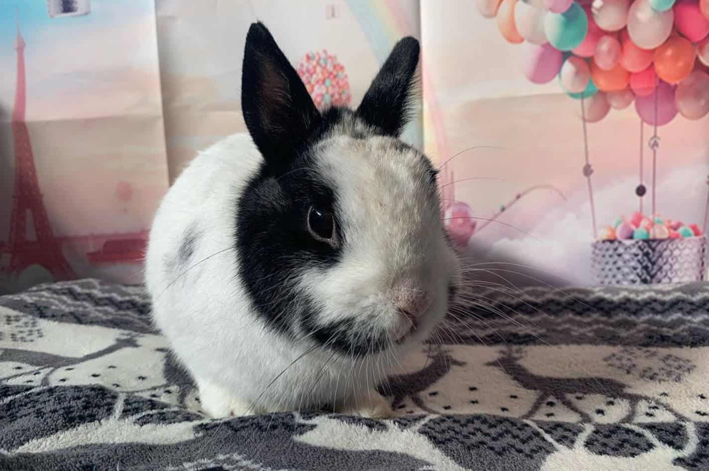 Dwarf Hotot Rabbit: Appearance, Lifespan, Temperament, Care Sheet