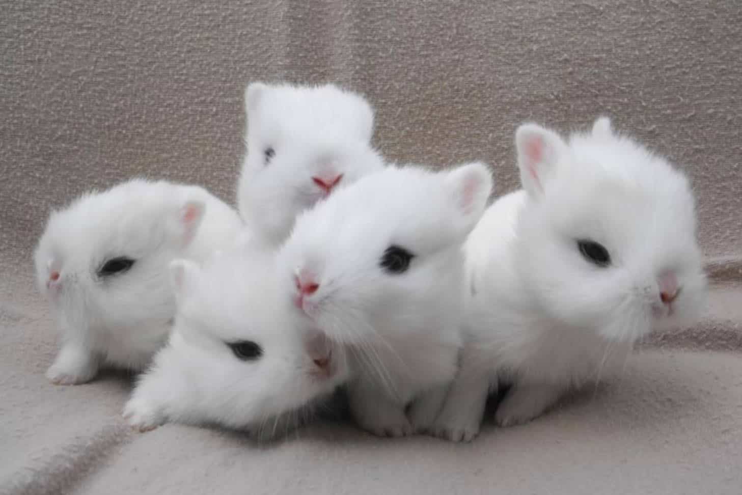 dwarf hotot mix