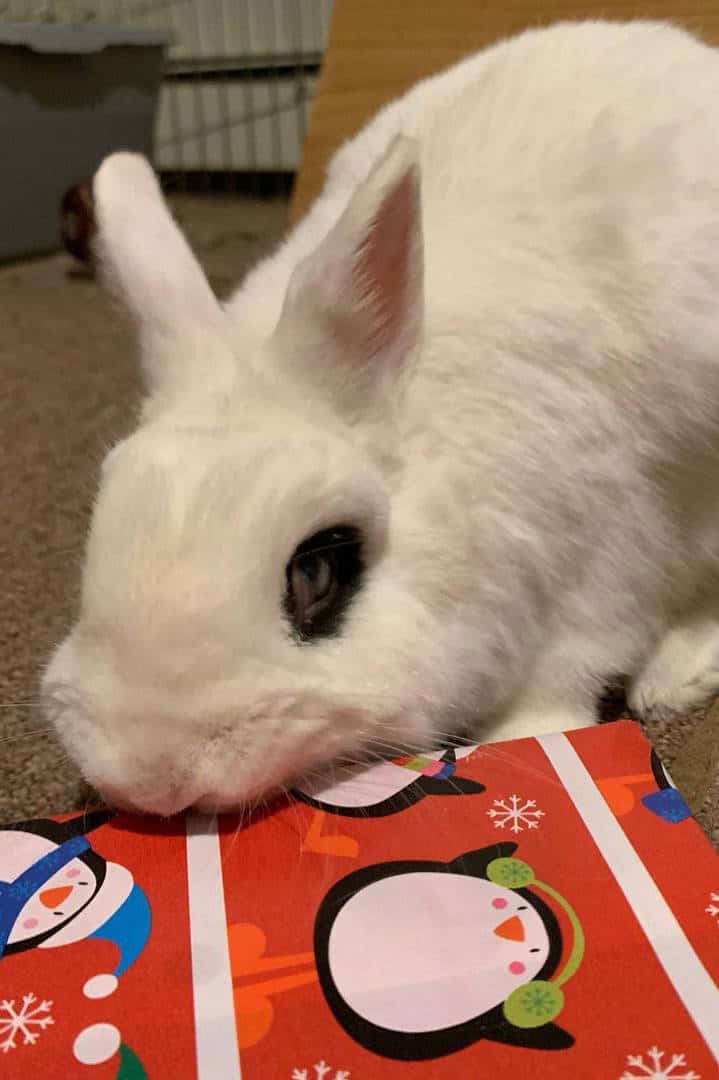 dwarf hotot rabbit size