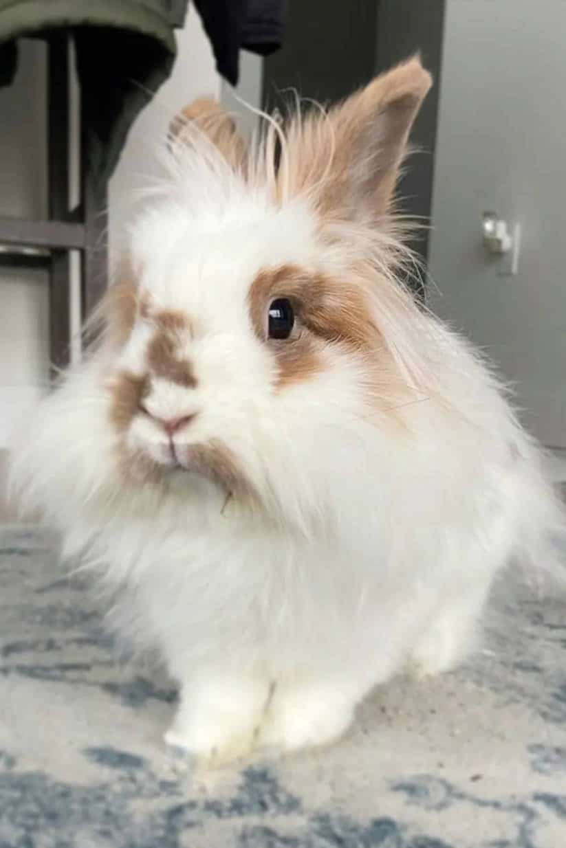 dwarf lionhead bunny price