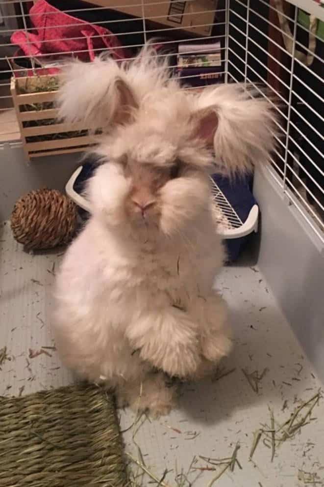 english angora bunnies