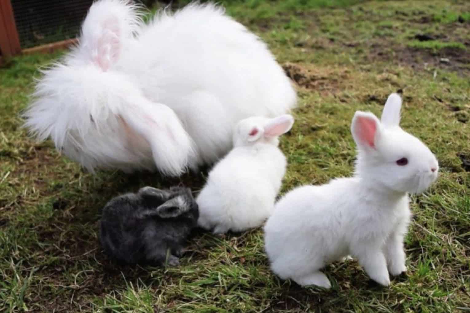 english angora bunny