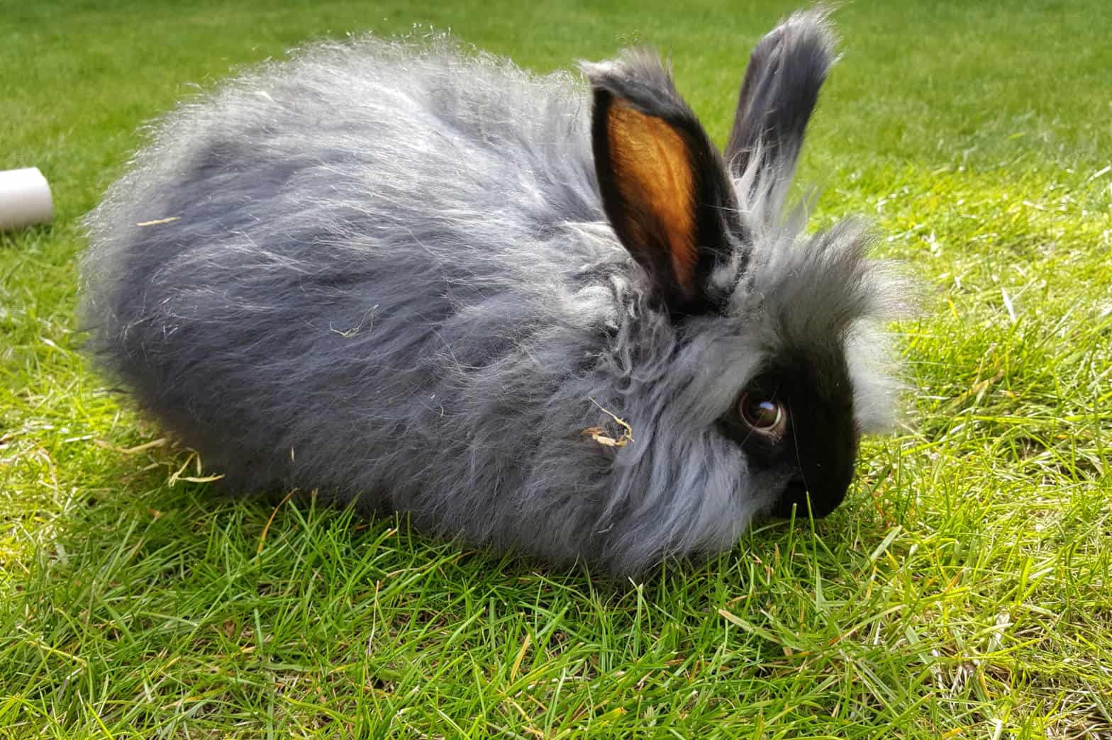 english angora rabbit