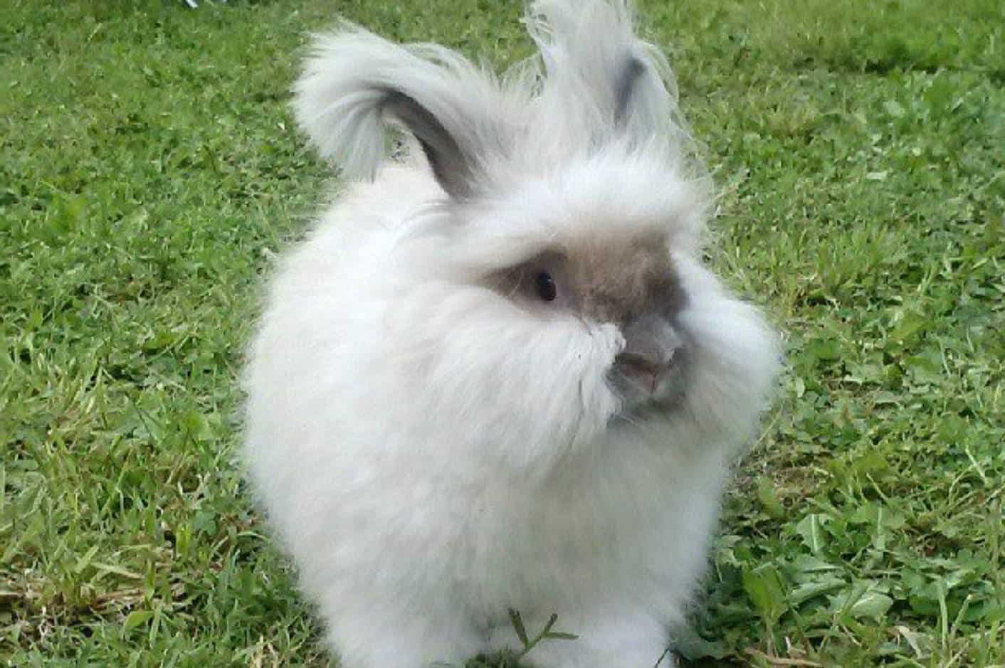 english angora rabbits