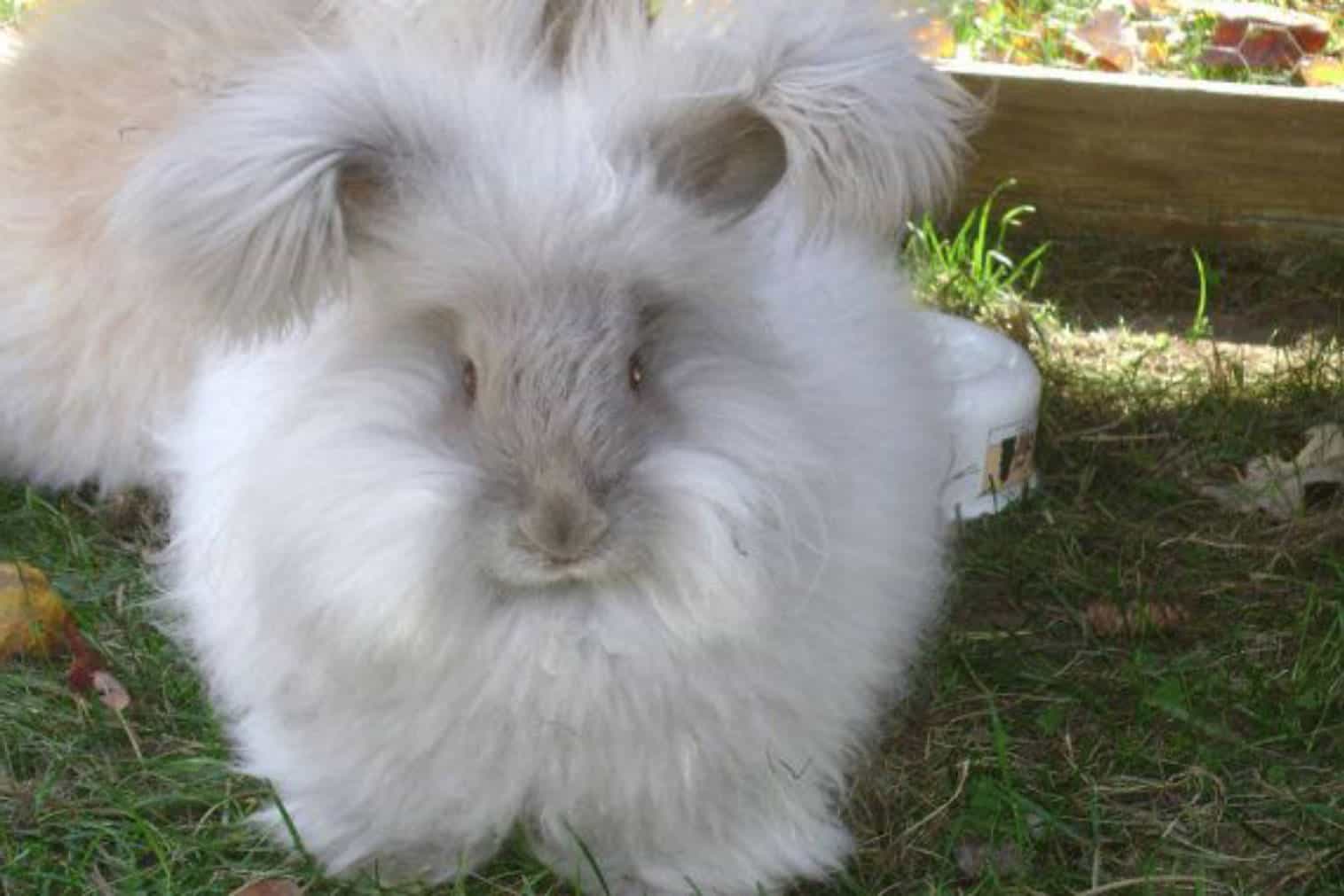 english angora