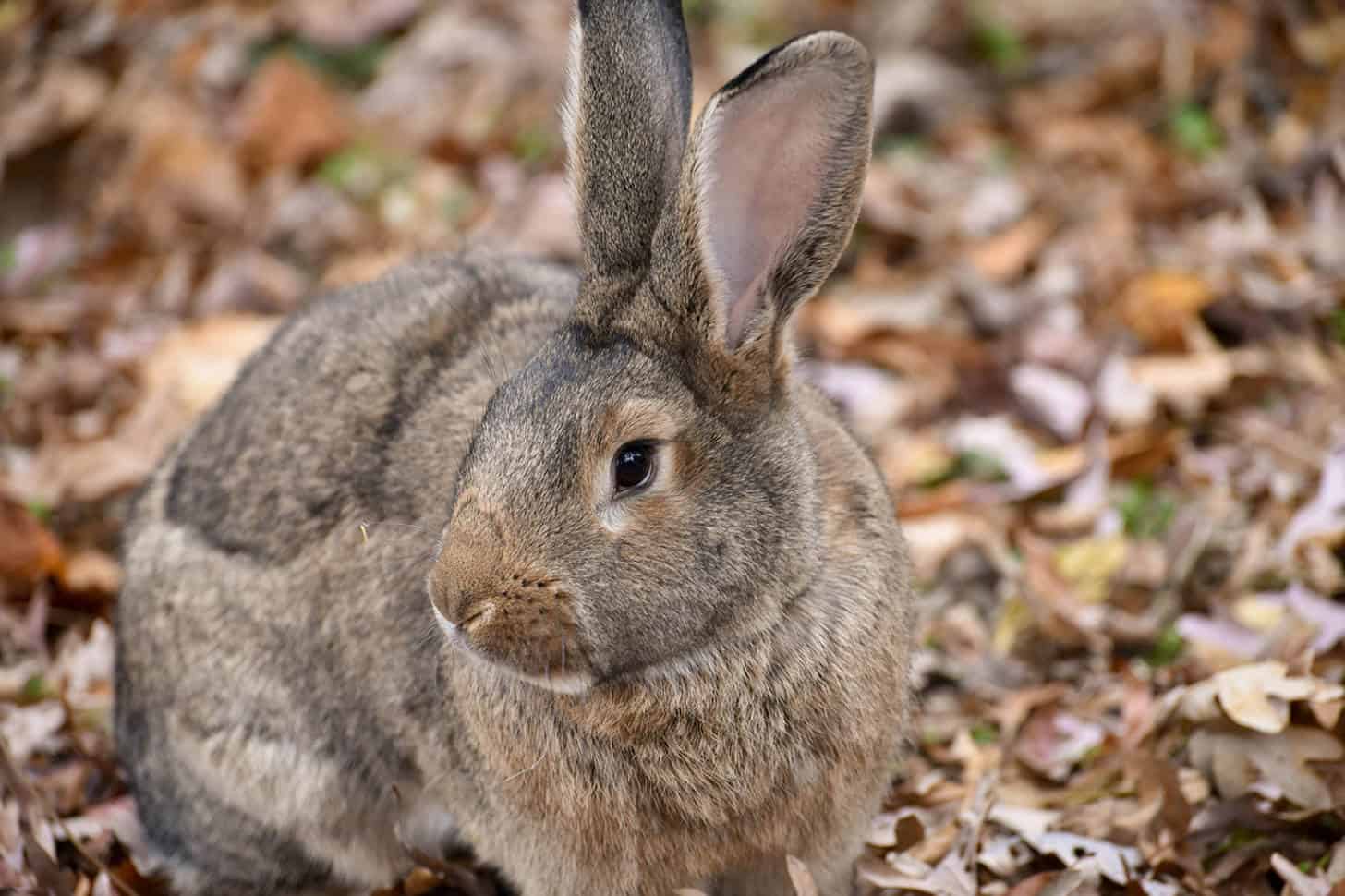 flemish giant rabbit baby