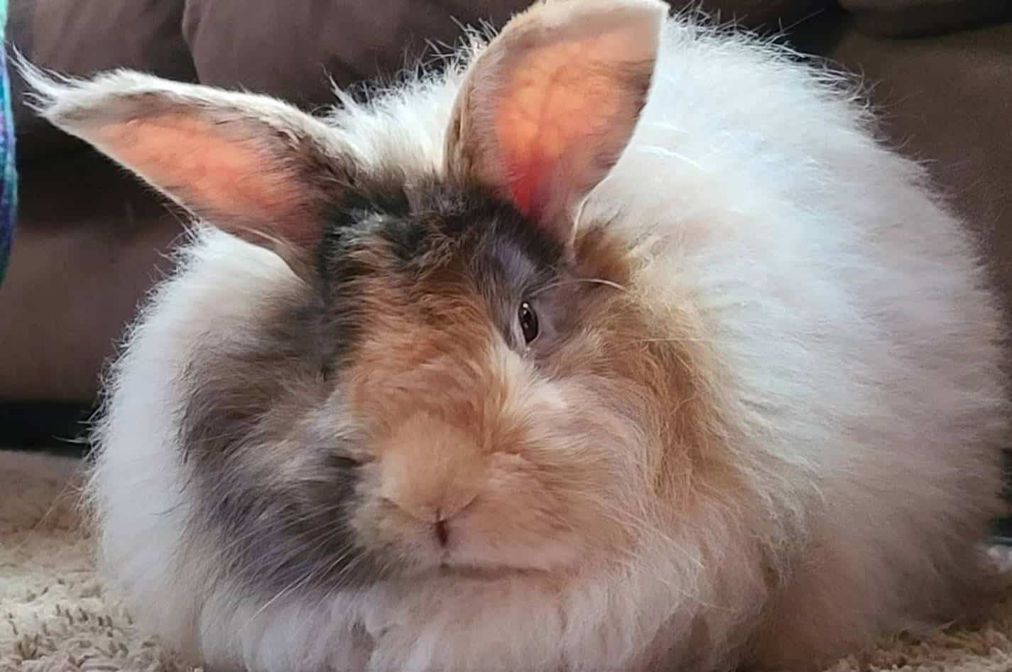 french angora