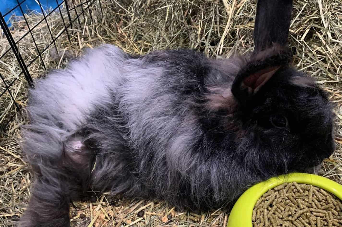 french angora rabbit care