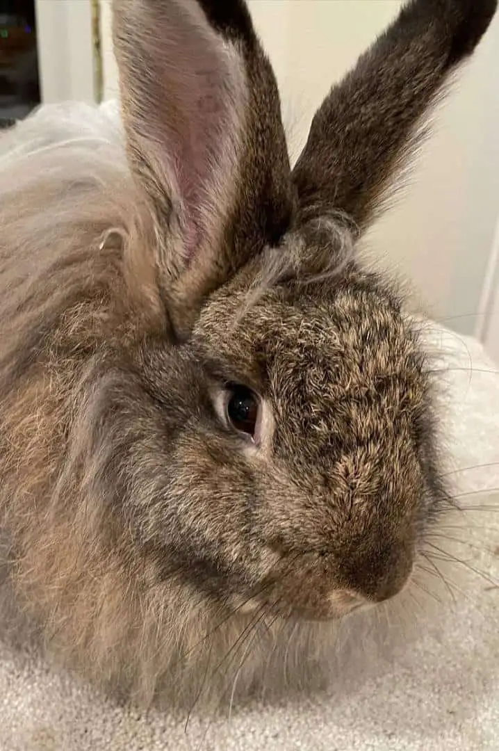 french angora rabbit