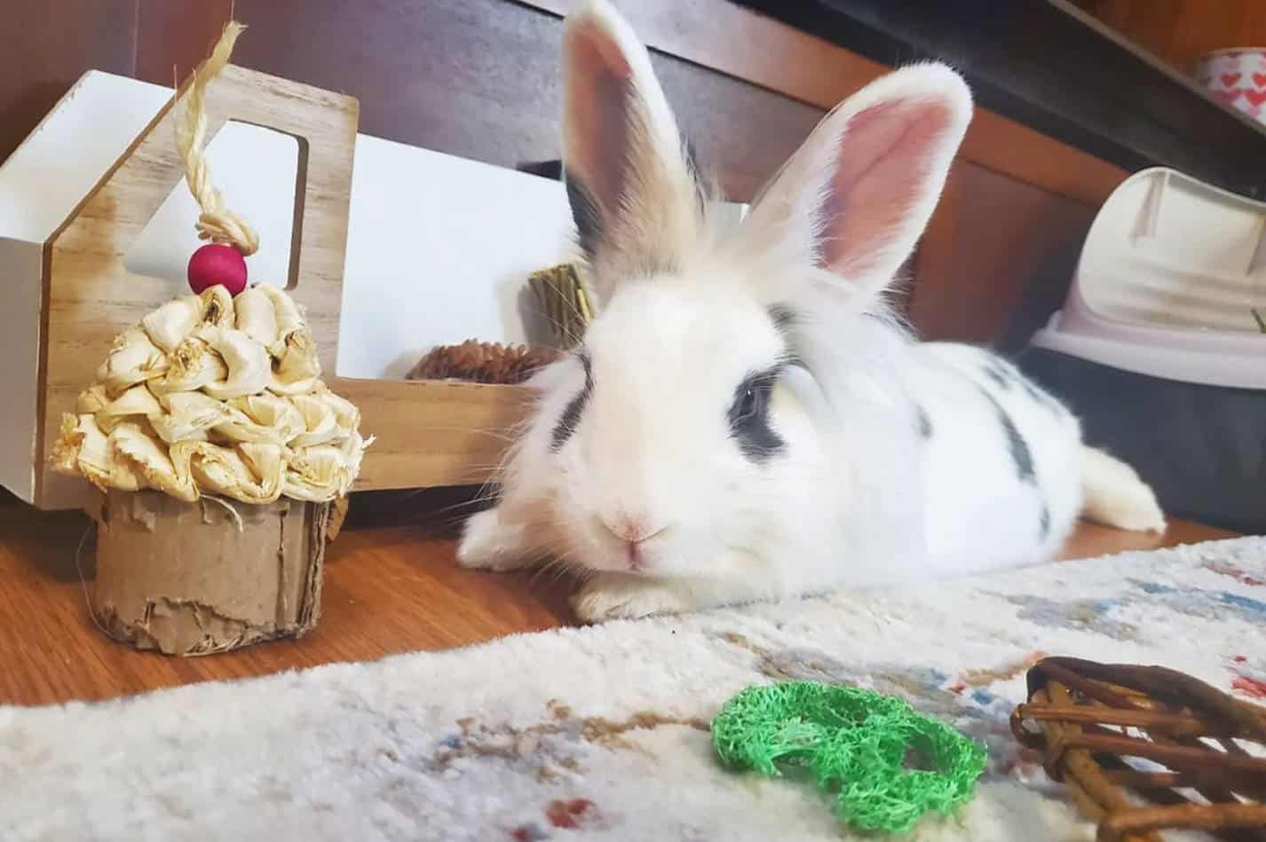 full grown lionhead rabbit