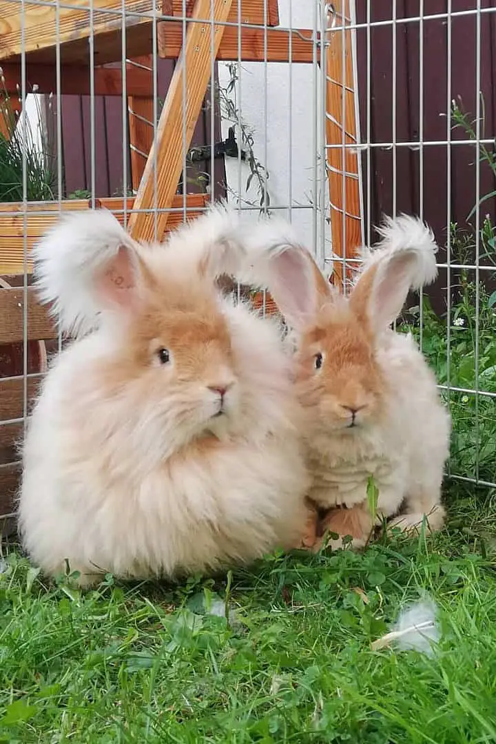 german angora rabbit for sale