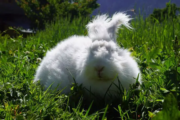 german angora rabbit