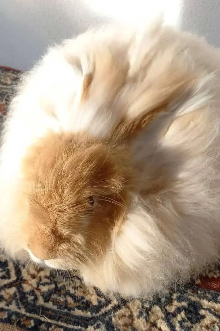 german angora rabbits