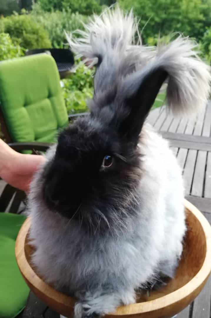 german angora