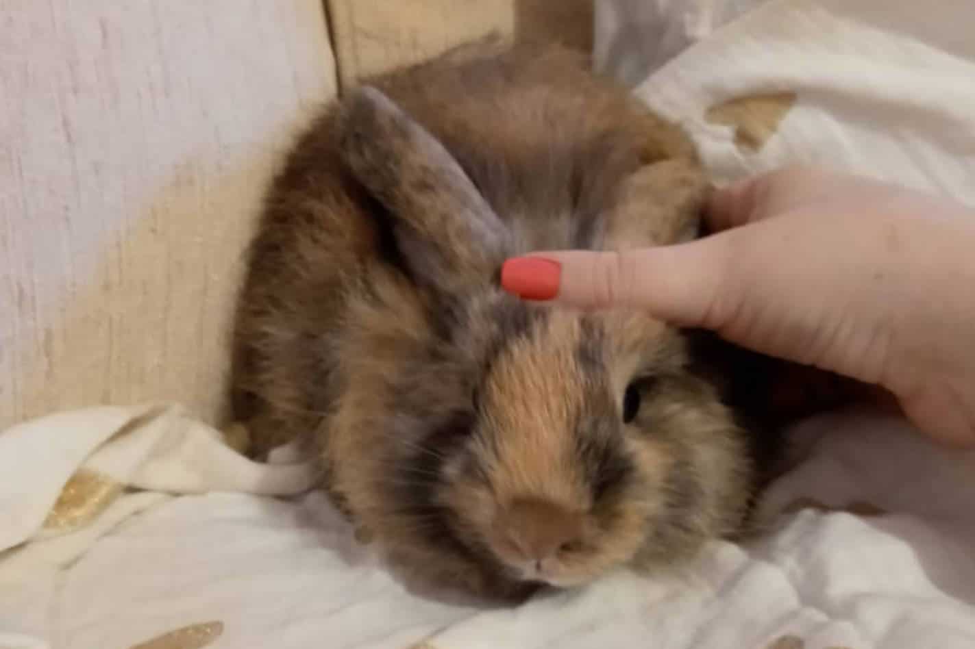 german rabbit breeders