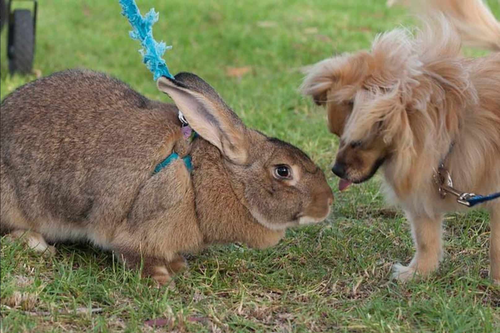 giant continental rabbit