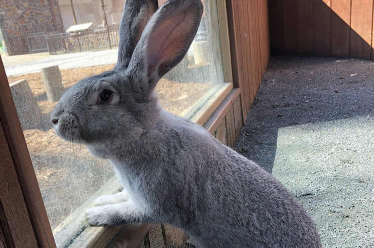 giant flemish rabbit lifespan