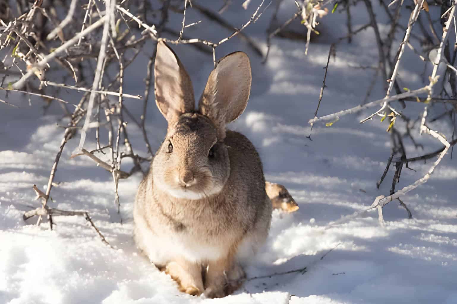 how do rabbits sleep in the wild