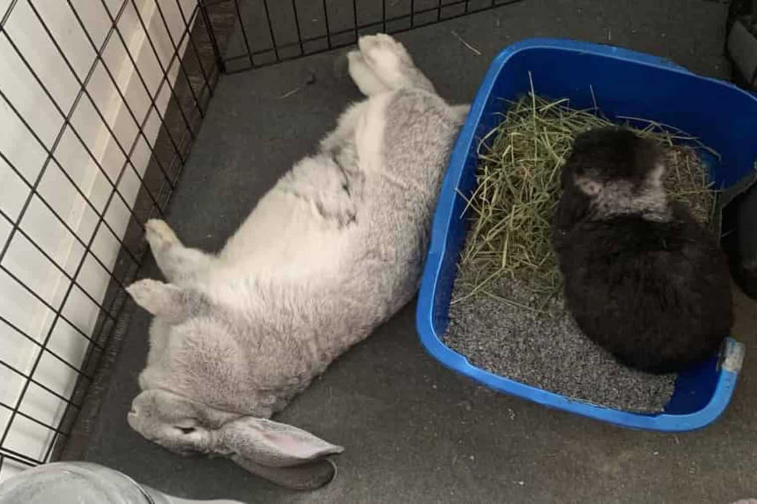 how long do rabbits sleep