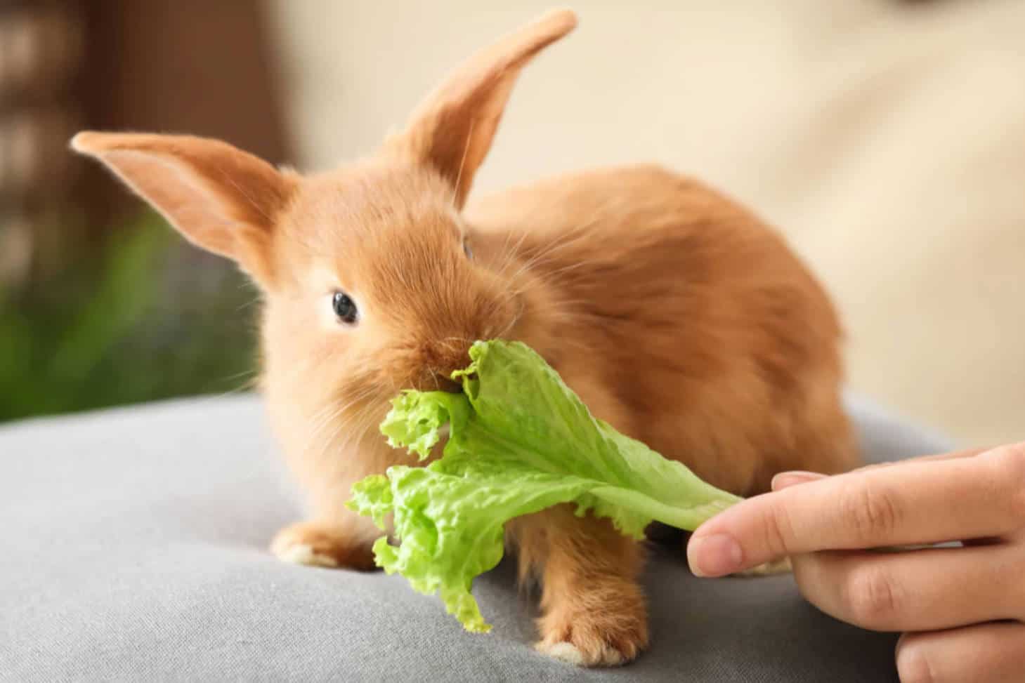 how to tell if bok choy is bad