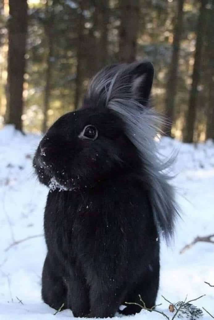 lionhead long haired rabbit breeds