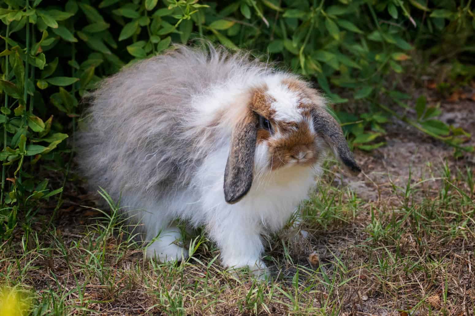 long hair bunny breeds