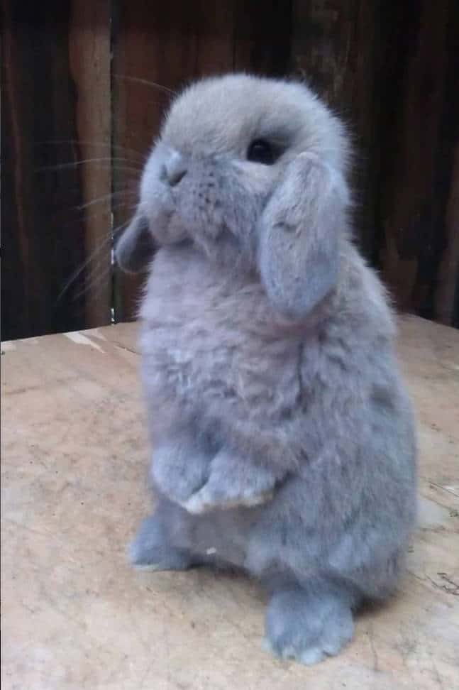 long haired bunnies