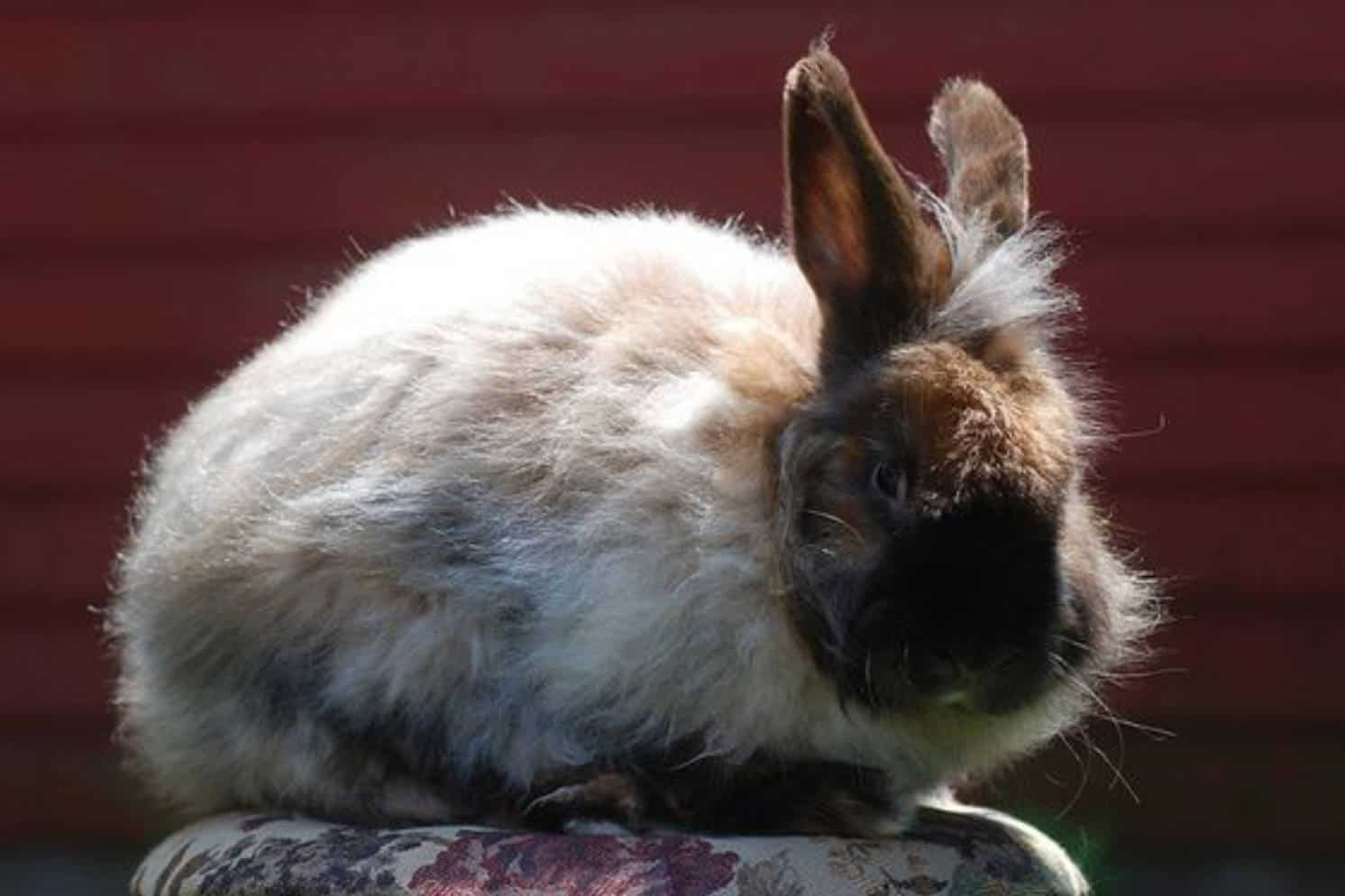 long-haired rabbit breeds