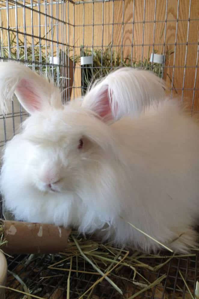 long haired rabbit breeds