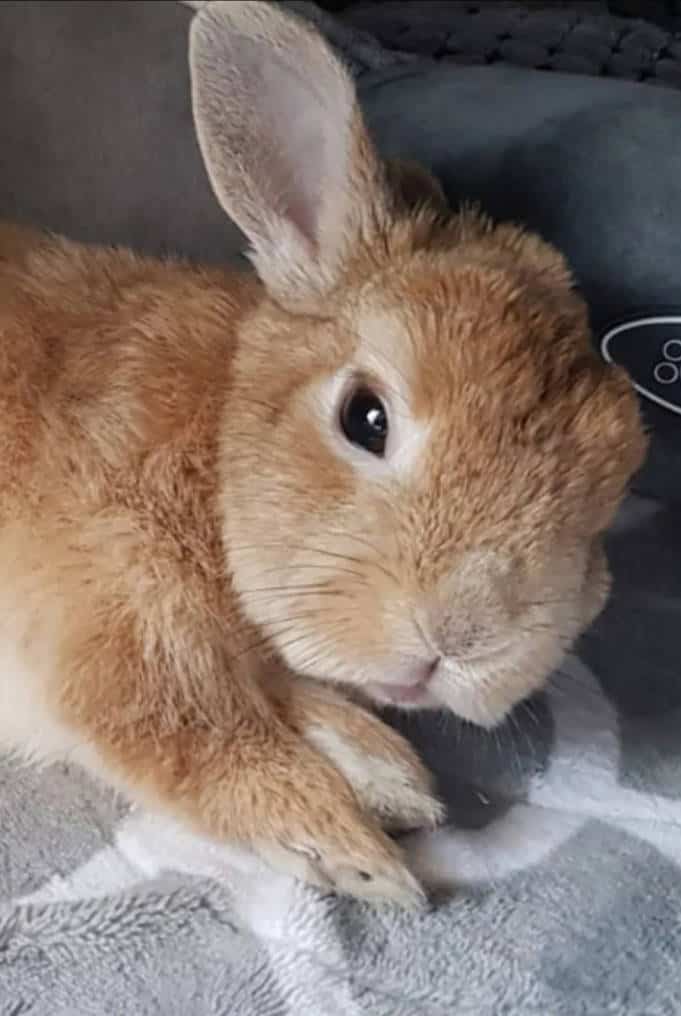 netherland dwarf rabbit cost