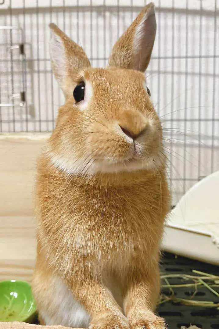 netherland dwarf rabbit price