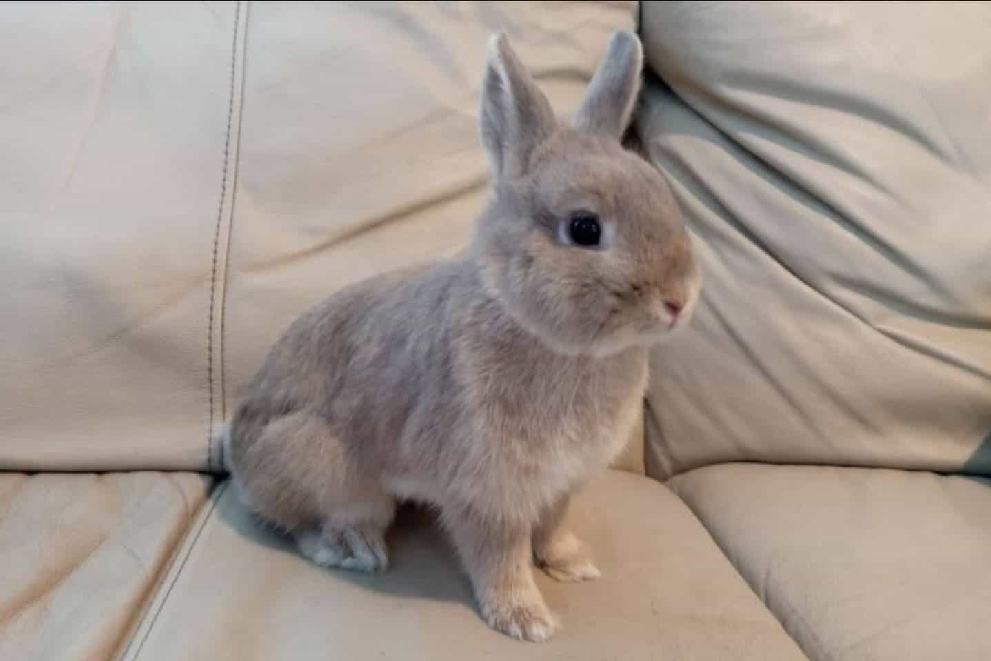 netherlands dwarf bunny cost