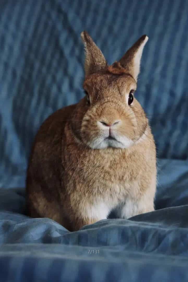 price of netherland dwarf rabbit