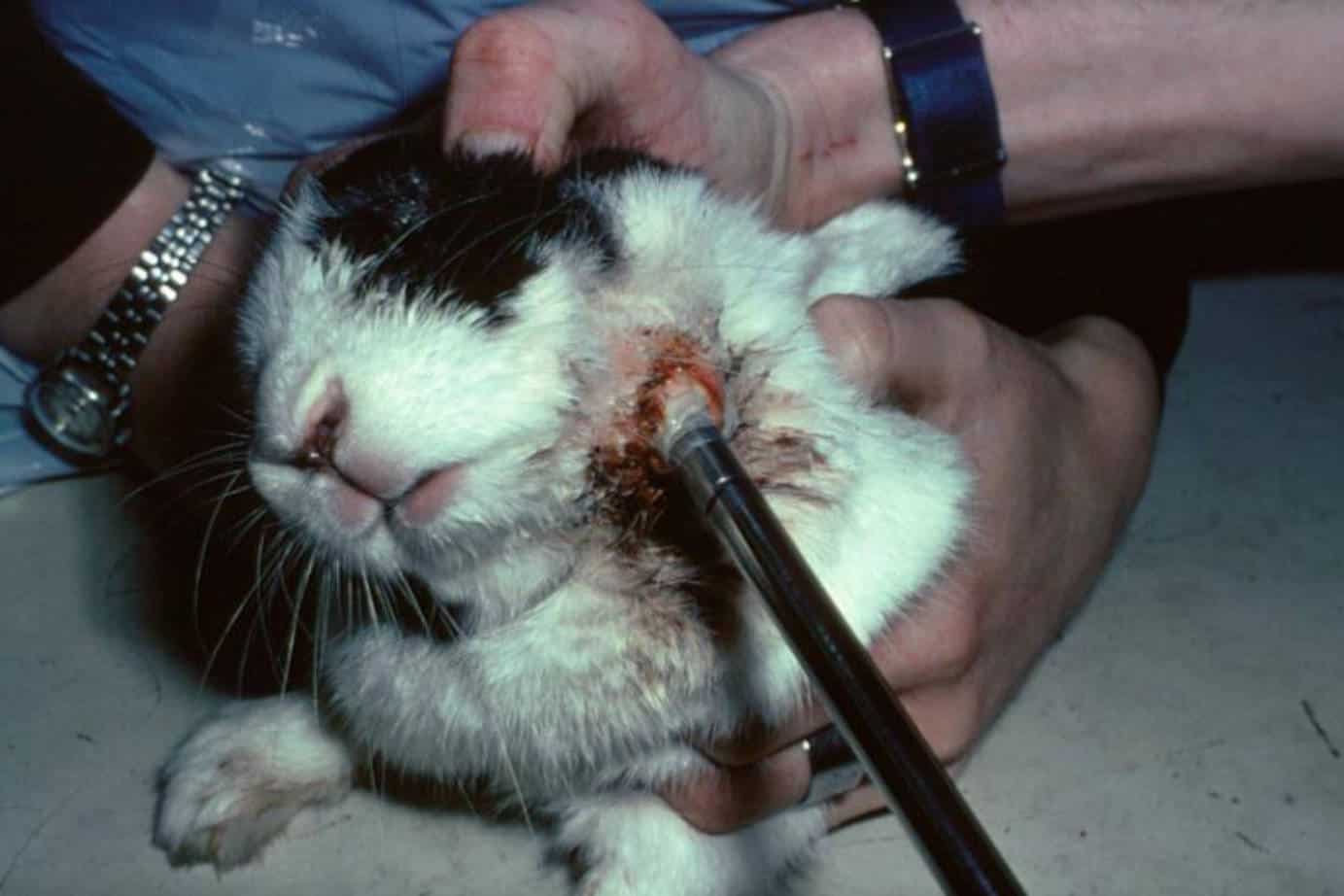 rabbit abscess pictures