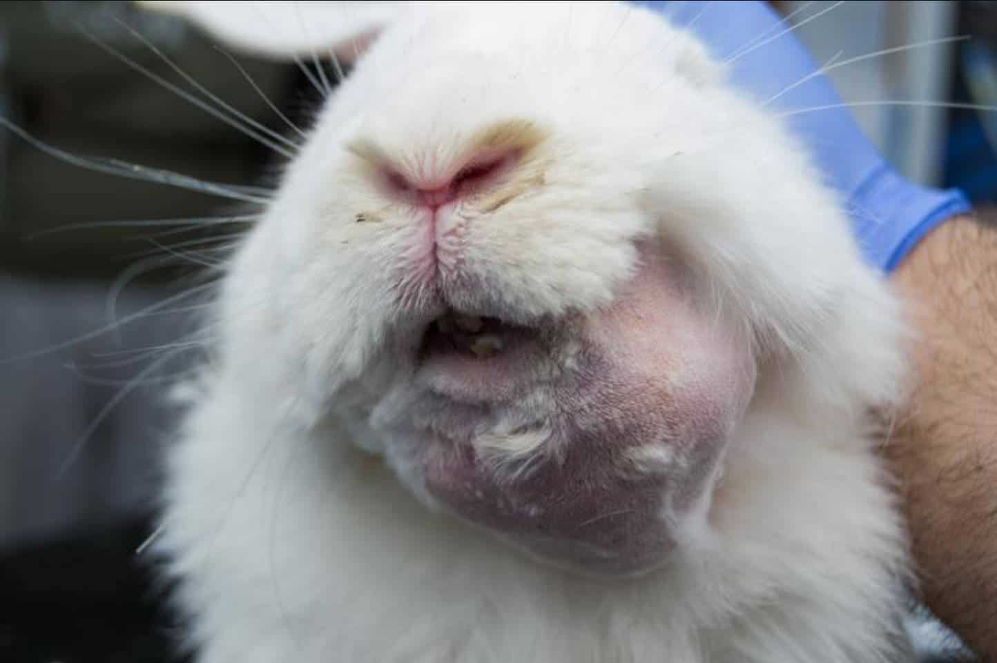 rabbit abscess