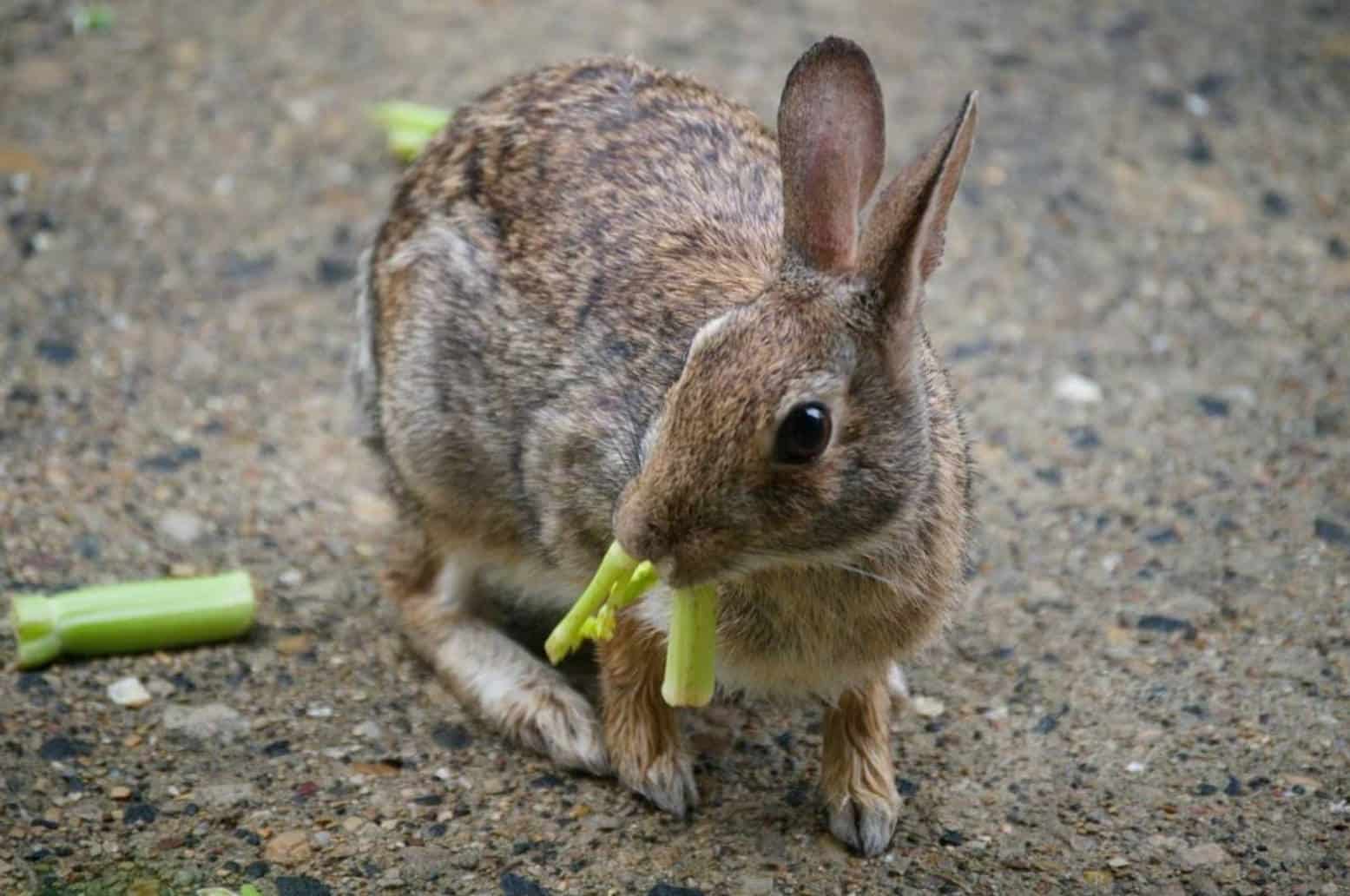 rabbit celery