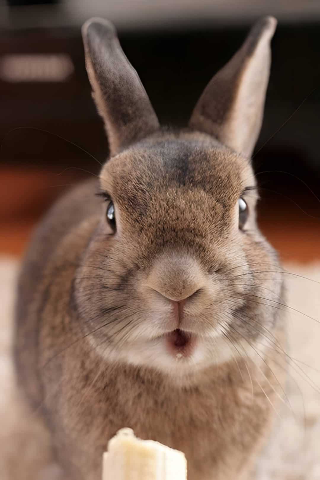 rabbit eat banana