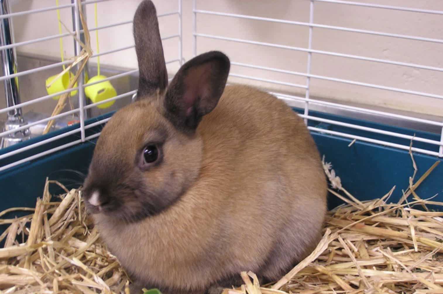 rabbit eating poop