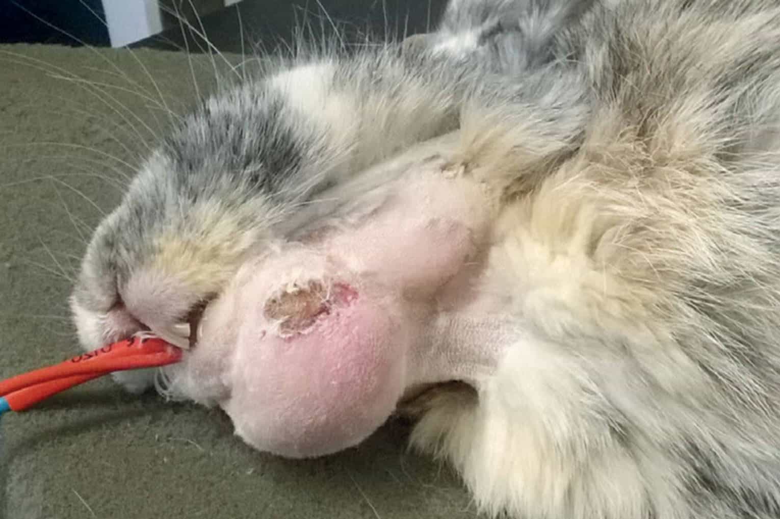 rabbit eye abscess